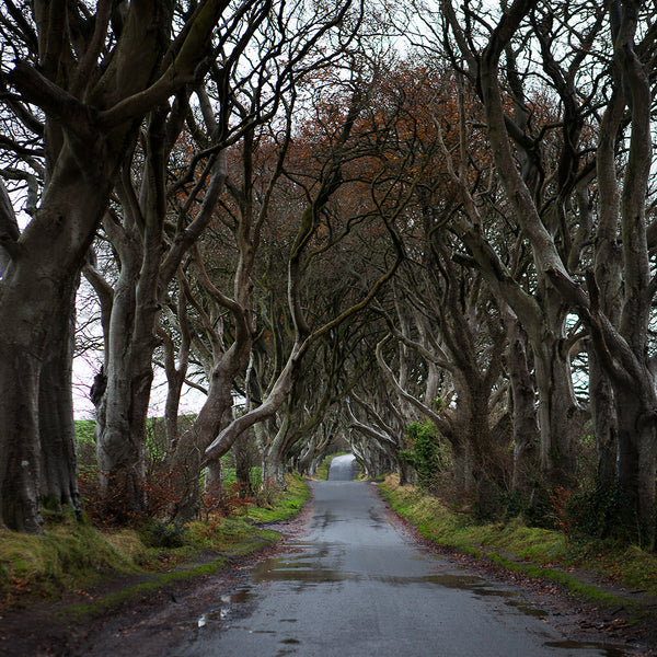 Dark hedges with road running through on damp rainy day
