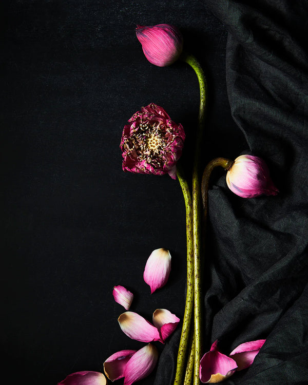 Photograph titled LOTUSES ON BLACK, 2018 by James Ransom