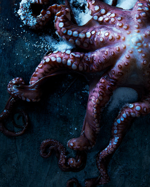 Octopus, 2016