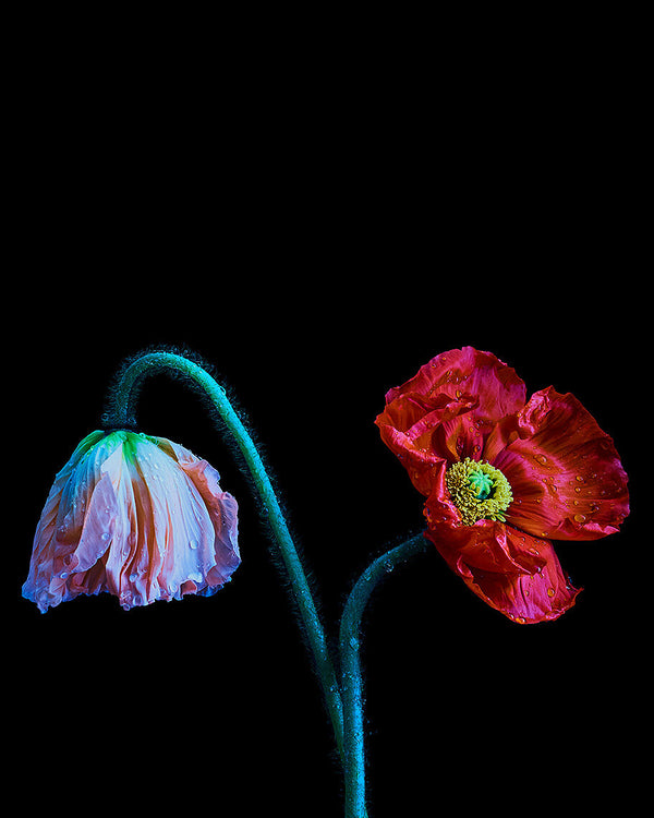 Pink and red poppy flower on black background