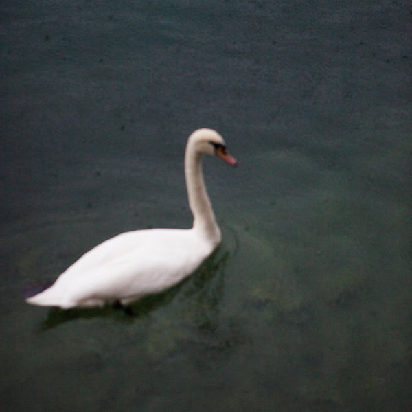 Swan, 2018